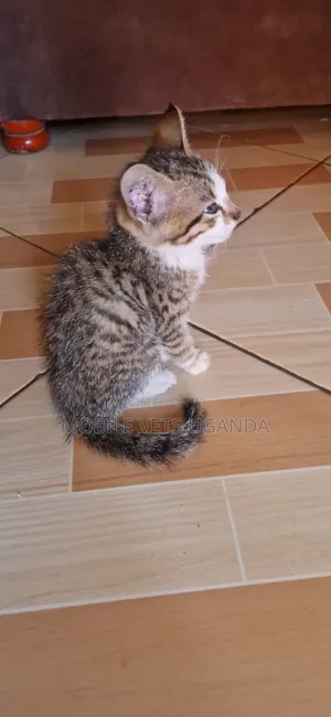 1-3 months Male Purebred American Shorthair