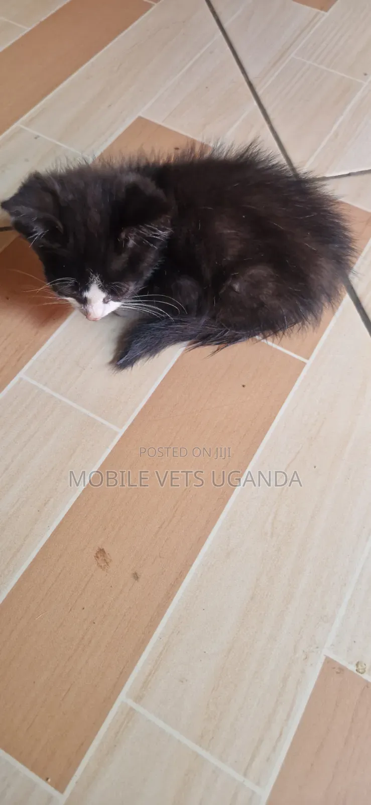 1-3 months Male Purebred Himalayan