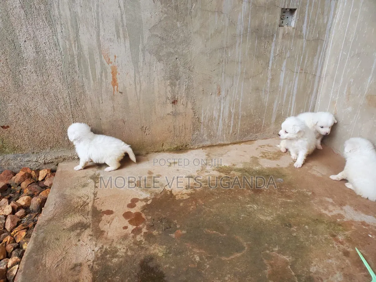 1-3 months Male Purebred Japanese Spitz