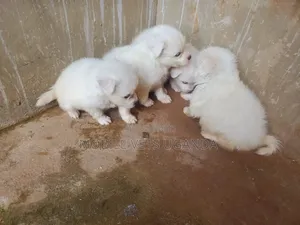1-3 months Male Purebred Japanese Spitz