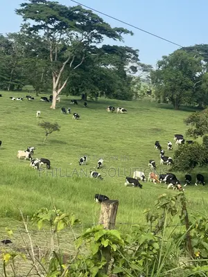 Farmland for Sale 70 Hectares of Land