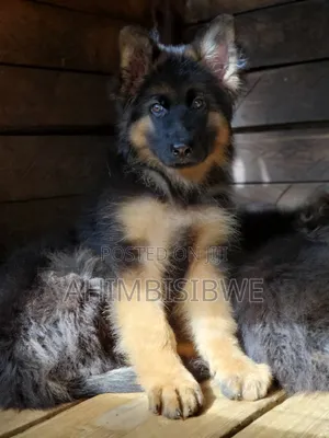 1-3 months Male Purebred German Shepherd
