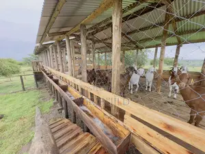 Goat Farm Planners | Designers | Constructors