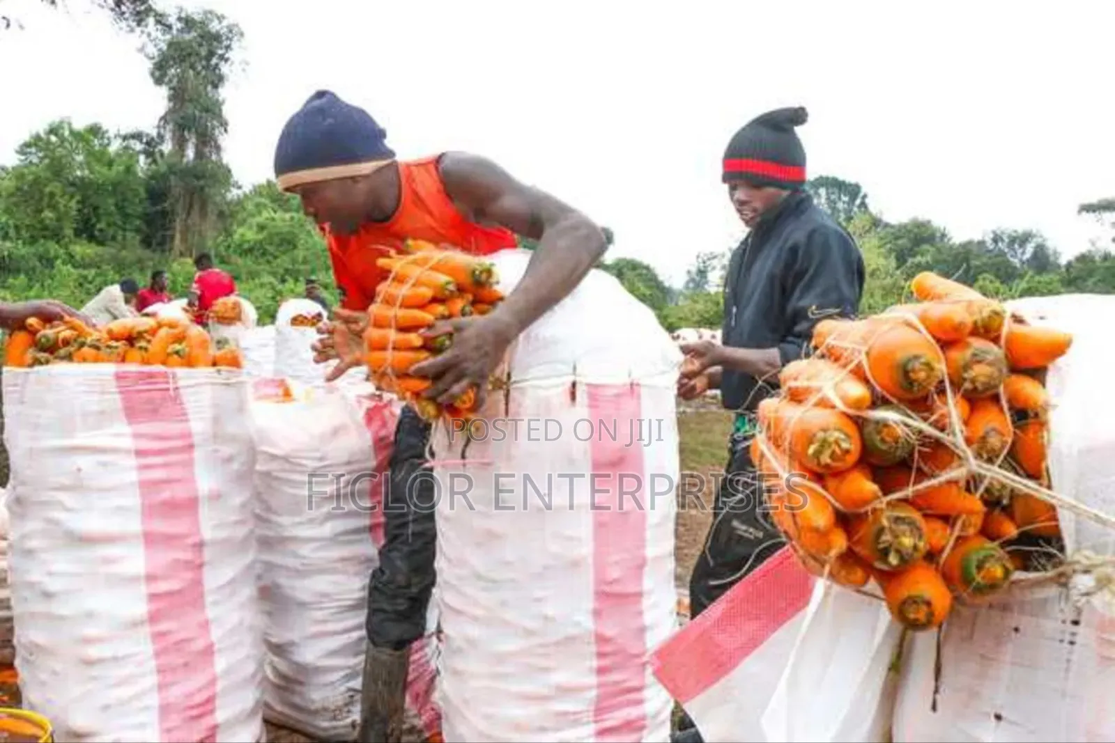 Carrot Supplier and Wholesaler
