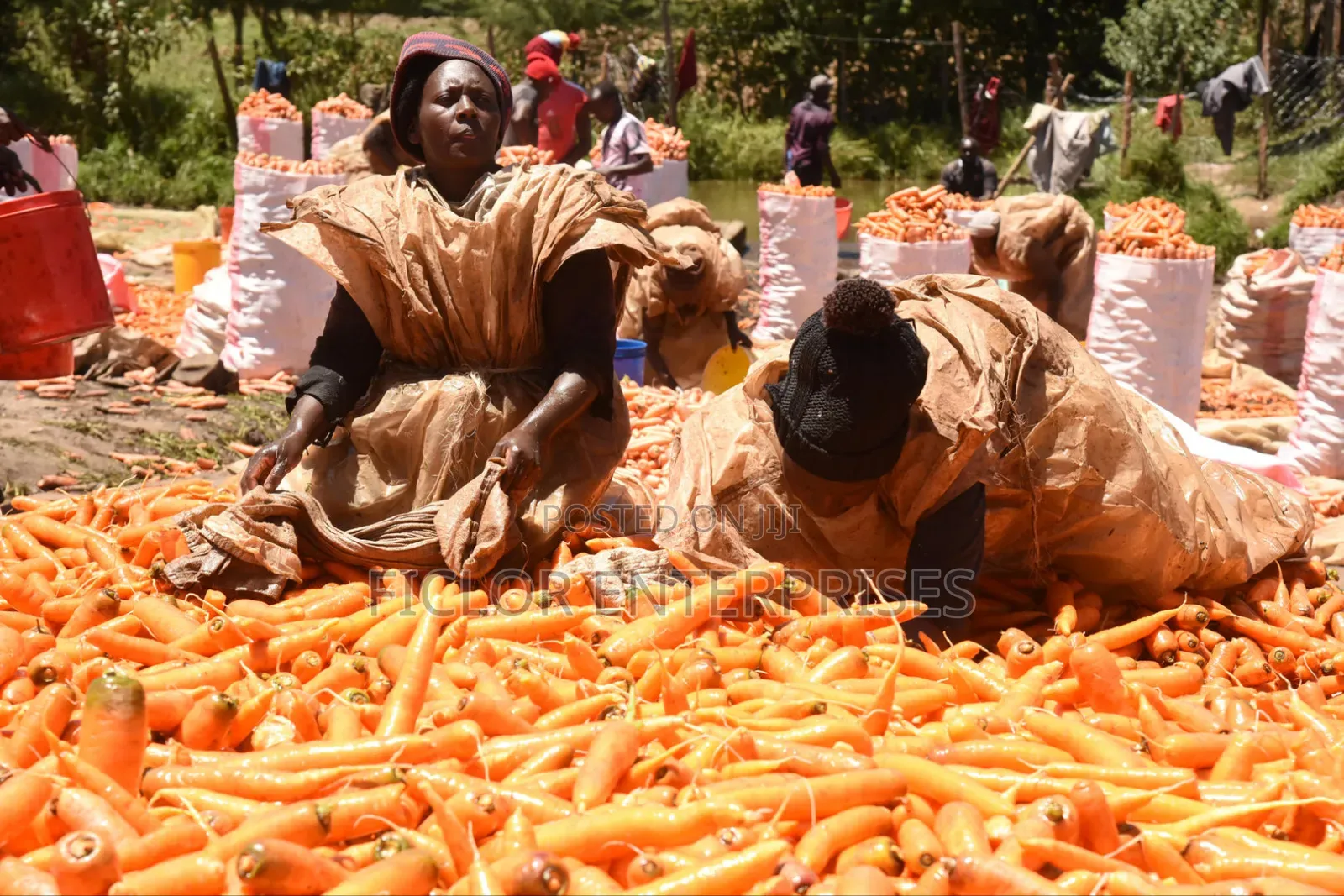 Carrot Supplier and Wholesaler