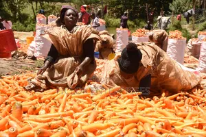 Carrot Supplier and Wholesaler