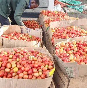 Supply and Wholesale Tomatoes