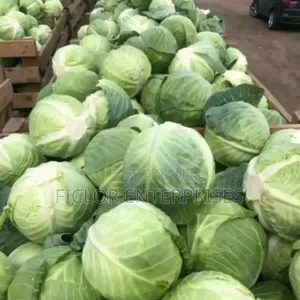 Cabbage Wholesaler and Retailer