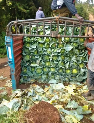 Cabbage Wholesaler and Retailer