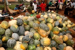 Pumpkins Wholesale and Supplier