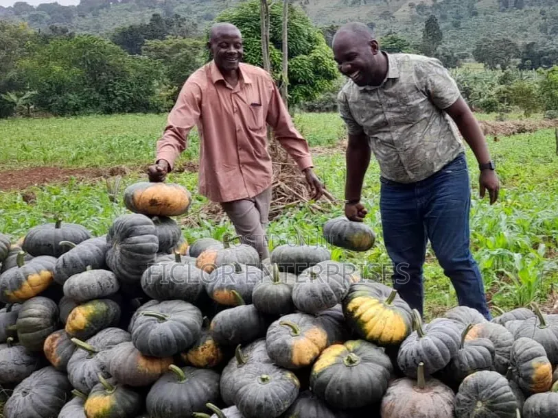 Pumpkins Wholesale and Supplier