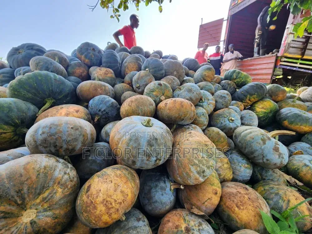 Pumpkins Wholesale and Supplier