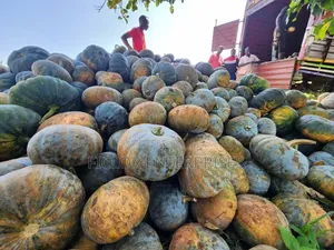 Pumpkins Wholesale and Supplier