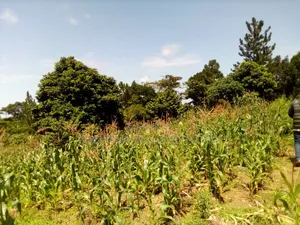 8 Acres Lake View Land – Mpata Nakitto Village (Mukono) at 50m/Acre