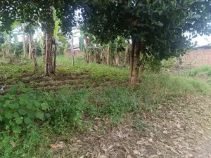 12 Decimals Prime Plot – Seeta (Namugongo Road) at 45m