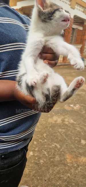 0-1 month Male Purebred Exotic