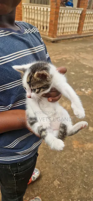 1-3 months Female Purebred Bombay