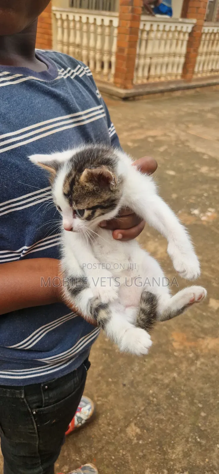 1-3 months Female Purebred Bombay