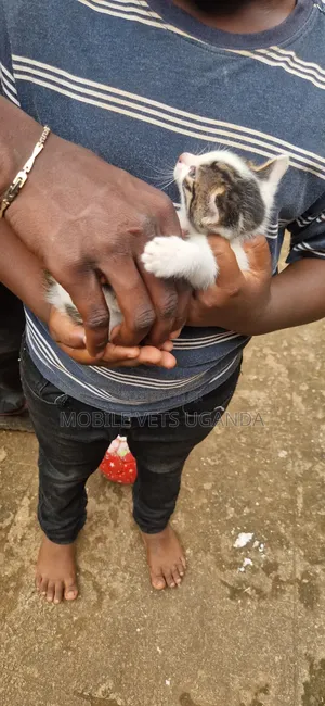 0-1 month Male Purebred Bengal