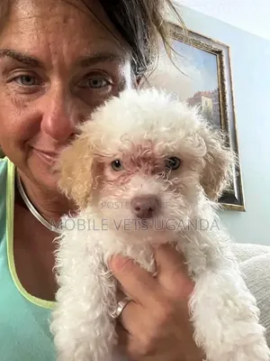 1-3 months Male Purebred Maltese