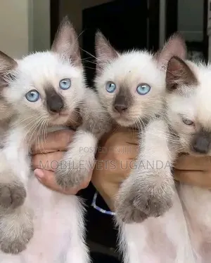 1-3 months Male Purebred Ragdoll
