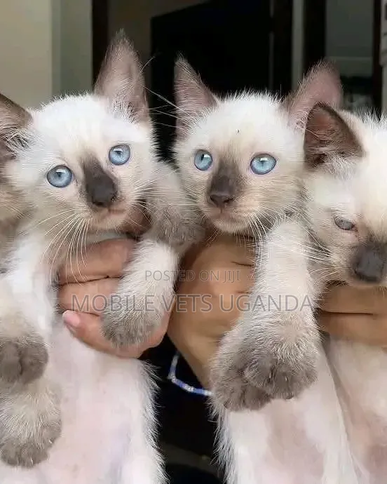 1-3 months Male Purebred Ragdoll