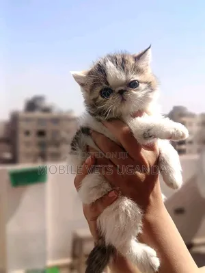 0-1 month Female Purebred Persian