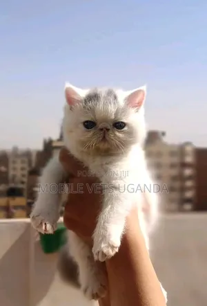 1-3 months Female Purebred American Bobtail