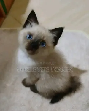 0-1 month Male Purebred Ragdoll