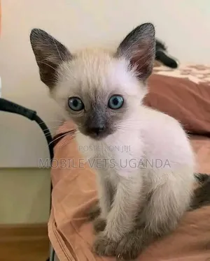 1-3 months Male Purebred Ragamuffin