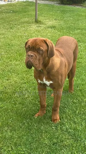 6-12 months Male Purebred Bullmastiff