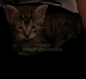 1-3 months Female Purebred Balinese
