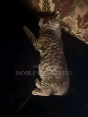 3-6 months Female Purebred Cymric
