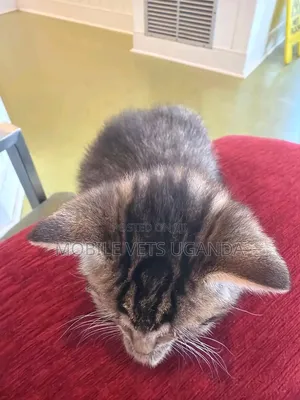 1-3 months Female Purebred Abyssinian