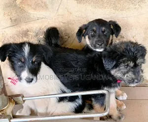 1-3 months Male Mixed Breed German Shepherd