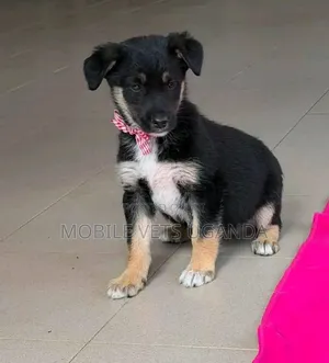 3-6 months Male Purebred German Shepherd