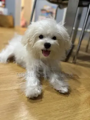 6-12 months Male Purebred Maltese
