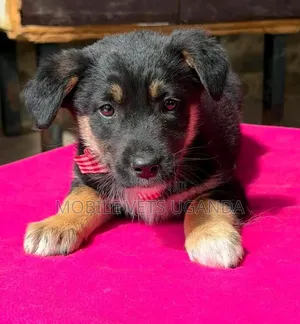 1-3 months Male Purebred German Shepherd