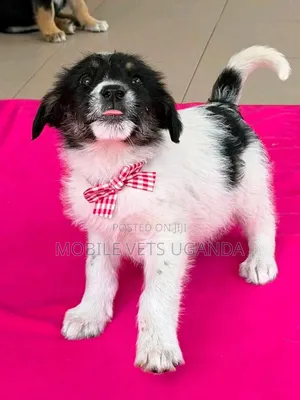 1-3 months Female Purebred Japanese Spitz