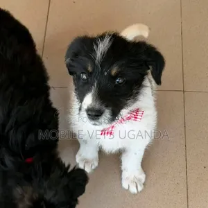 3-6 months Female Mixed Breed German Shepherd