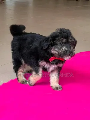 1-3 months Female Purebred Maltese