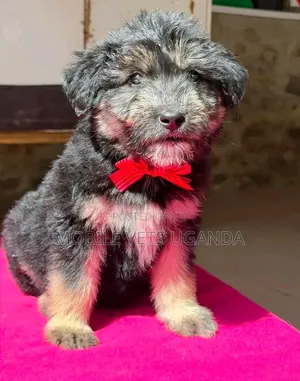 1-3 months Female Purebred Maltese
