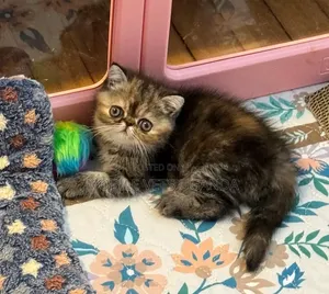 0-1 month Male Purebred Persian