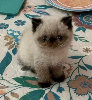1-3 months Female Purebred Persian