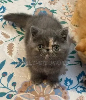 3-6 months Female Purebred Persian