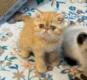 1-3 months Female Purebred Persian