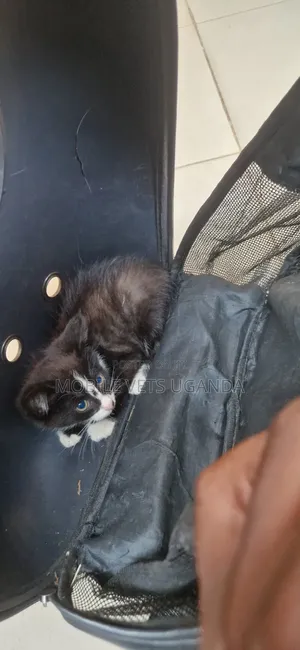 1-3 months Male Purebred Exotic