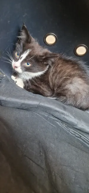 1-3 months Female Purebred Manx