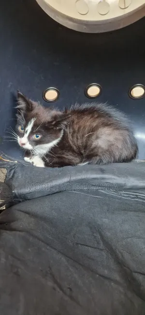 3-6 months Female Purebred Birman