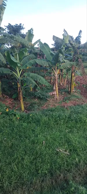 Plot on Sale